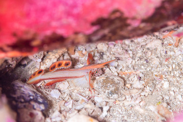 Spikefin goby