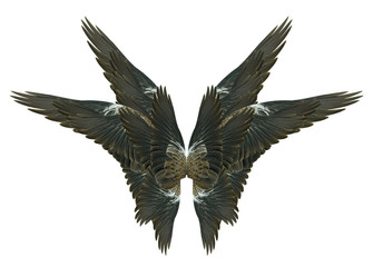 Wings isolated on white
