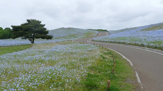 Ibaraki, Japan - May 11, 2016 : The Tree and Nemophila at Hitachi Seaside Park in spring with blue sky at Ibaraki, Japan