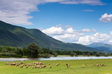 Fototapeta na wymiar Sheep grazing next to the river Strymon spring in Northern Greec