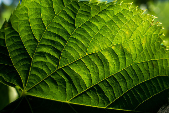 Nervature di una foglia verde  di geranio in controluce