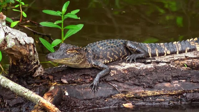 Baby alligator in the swamp of Louisiana