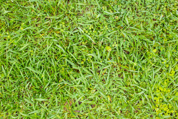 Grass texture