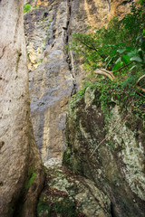 Large cliff face on the way to Purlingbrook falls in Springbrook National Park, Queensland.