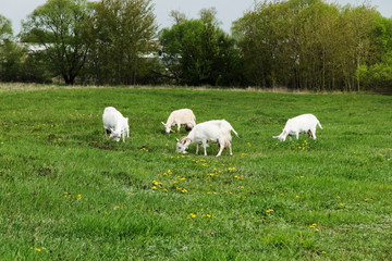 Fototapeta na wymiar Goats are grazed in a meadow