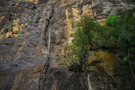 Large cliff face on the way to Purlingbrook falls in Springbrook National Park, Queensland.