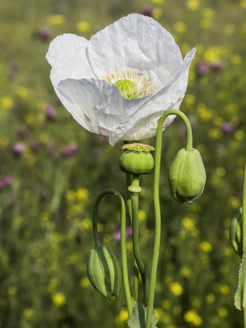 Amapola blanca