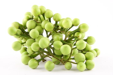  Prickly nightshade,on white background.selective focus photograph.
