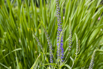 Macro violet flowers