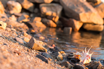 Beautiful seashells on the beach