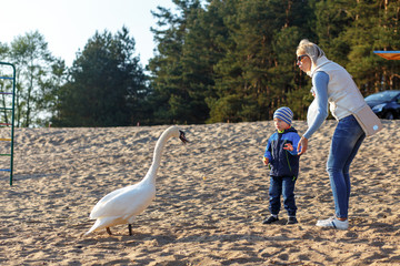 Fototapeta premium Mother and two twin brothers feeds the swans