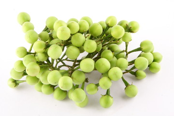 Turkey berry,,on white background.selective focus photograph.
