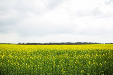 yellow flower in a field landscape