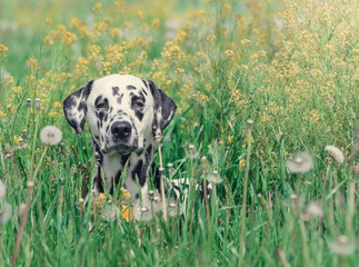 Cute happy dalmatian dog puppy laying on fresh summer grass