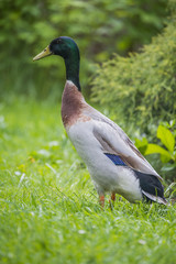 indian runner duck in garden - male
