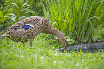 Fototapeta premium indian runner duck in garden - female