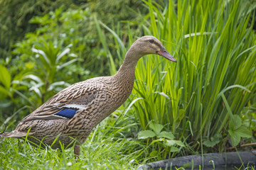 indian runner duck in garden - female