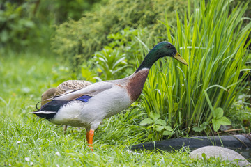 indian runner ducks in garden