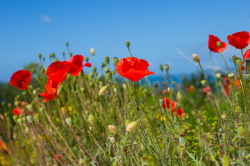 Poppy flowers near the sea