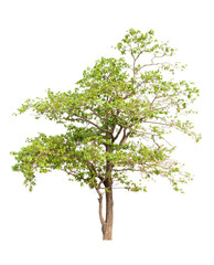Obraz premium Tree isolated on white background