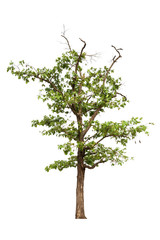 Obraz premium Tree isolated on white background