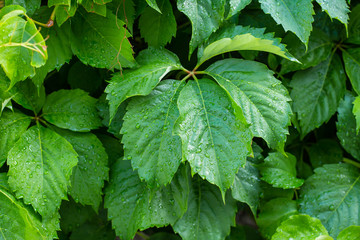 Green leafs texture