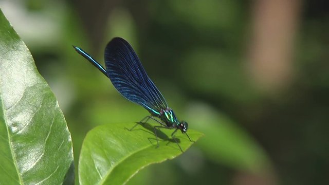 libellule calopteryx bleu, s'envole et se repose