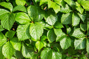 Green leafs texture