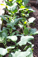 Kohlrabifeld