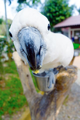 Big macaw looking in camera. Giant bird. Parrot closeup portrait