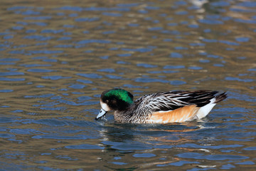 Chiloe Wigeon anas sibilatrix