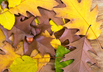Two brown acorns lying on autumn oak leaves. Close up autumn fallen leaves background