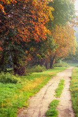 Naklejka premium Autumn forest road. nature background in soft focus