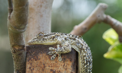 gecko, lézard 
