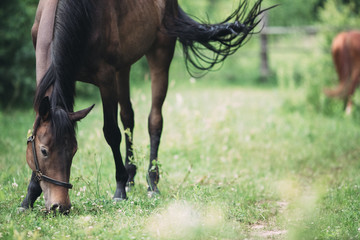 beautiful black horse grazes on a green lawn