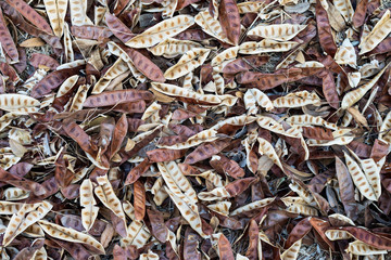 Leucaena leucocephala On the floor