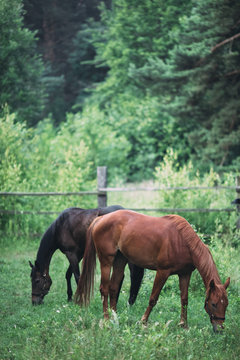 Two beautiful horses grazing in the park