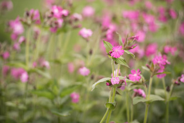 lila Lichtnelke vor zartem grünen Hintergrund auf einer Wiese am Waldrand - Silene dioica