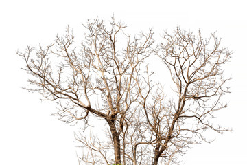dry tree isolated on white background