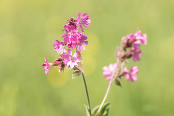lila Lichtnelke vor zartem grünen Hintergrund auf einer Wiese am Waldrand - Silene dioica