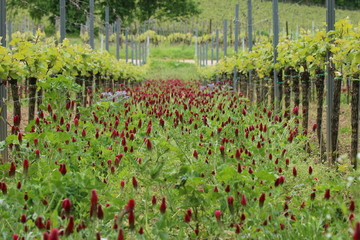 Weinberge mit Klee und Blumen