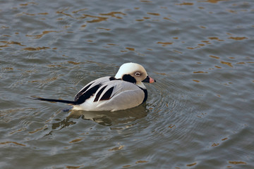 Long-tailed Duck or Oldsquaw clangula hyemalis