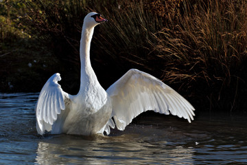 Mute Swan cygnus olor