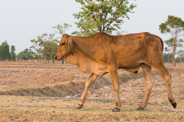 Asian Cow in countryside Thailand