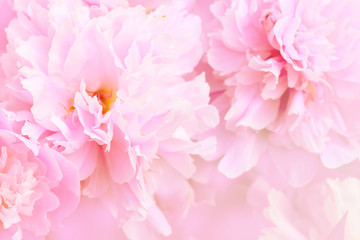 Peony flower background