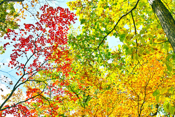 裏磐梯高原　中津川渓谷　紅葉