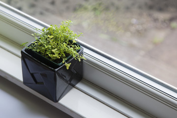 Thyme in plant pot on window sill, herb plant.