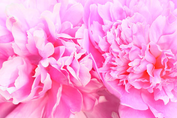 Peony flower background