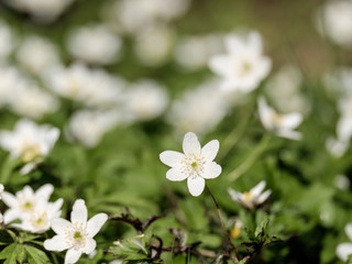 Obraz premium First spring flowers