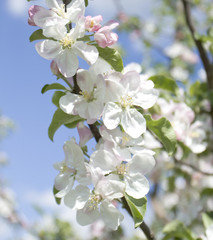 Flowers of apple tree